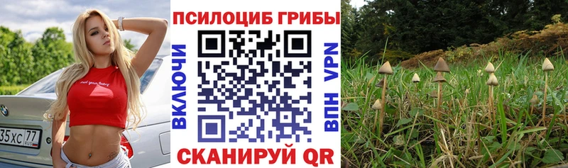 Псилоцибиновые грибы ЛСД  ссылка на мегу вход  Новоузенск  купить наркоту 